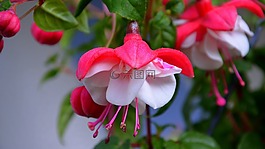 明亮,花,開花