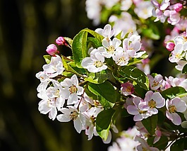 蘋果花,蘋果樹,花瓣