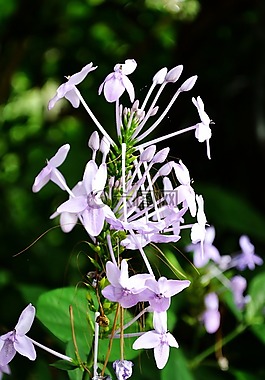 蜘蛛花,紫色花,鮮花
