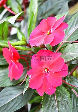 紫色花,花園里的花,花園