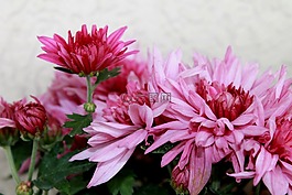 鮮花,夏季鮮花,廠