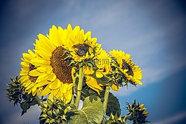 太陽花,開花,關(guān)閉