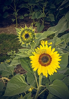 太陽花,開花,關(guān)閉