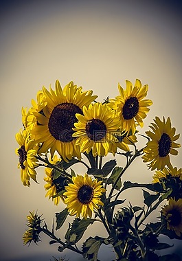太陽(yáng)花,開(kāi)花,關(guān)閉