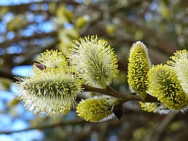 花,楊柳,春天