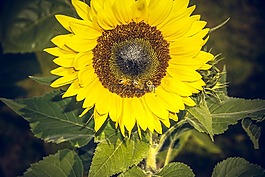 太陽花,開花,關(guān)閉
