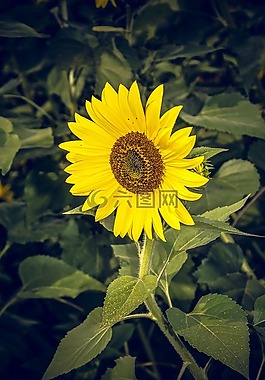 太陽(yáng)花,開(kāi)花,關(guān)閉