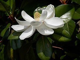 廣玉蘭,樹,花