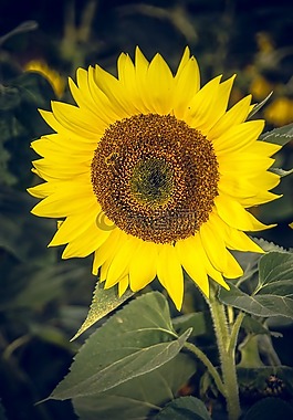 太陽花,開花,關(guān)閉