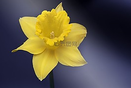 水仙,花,黃色