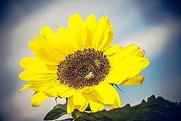 太陽(yáng)花,開花,關(guān)閉