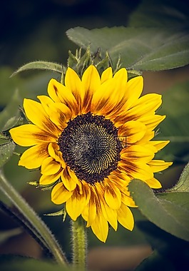 太陽花,開花,關(guān)閉