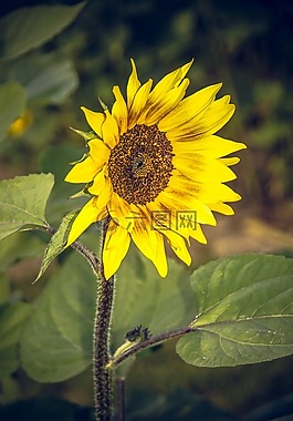 太陽花,開花,關(guān)閉