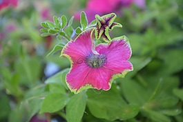 花,紫红色的植物,绿色的树叶