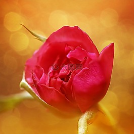 玫瑰,紅玫瑰,花