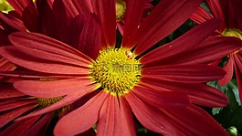 非洲菊,花,開花