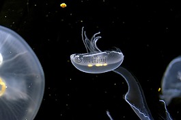 海蜇,水族館,水下