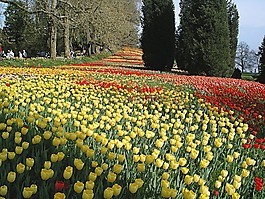 迈瑙岛,tulpenbluete,博登湖