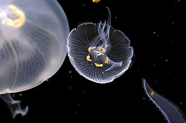 海蜇,水族館,水下