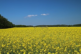 油菜,字段,油菜籽場