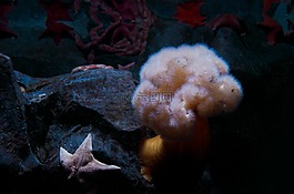 海星,海,海洋