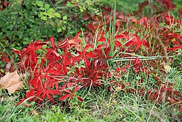 秋天,紅色,性質(zhì)
