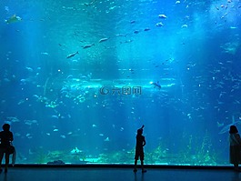 海,孩子,鱼