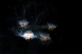 海蜇,水族館,水下