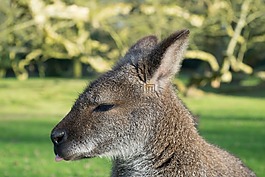 袋鼠,動物,公園