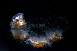 海蜇,水族館,水下