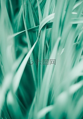 自然,綠色,草