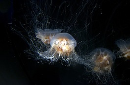 海蜇,水族館,水下