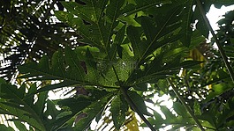 植物,木瓜,葉