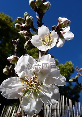 开花,杏仁,树弹簧