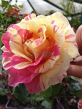 玫瑰,粉紅色,黃色