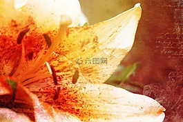 百合,花,影響
