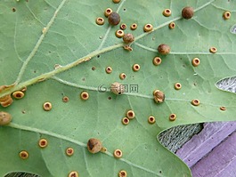 植物加勒,蟲害,cynips 帝