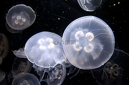 海蜇,水族館,水下