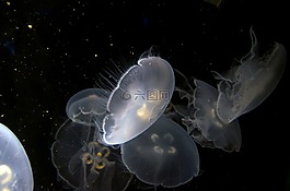 海蜇,水族館,水下