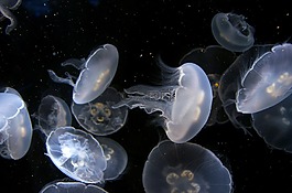 海蜇,水族館,水下