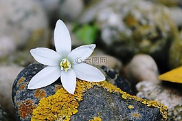 开花,blueme,白