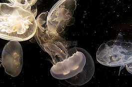 海蜇,水族館,水下