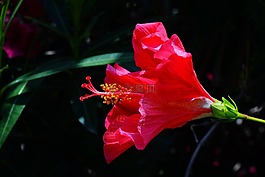 芙蓉,花,開花