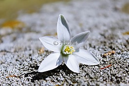 开花,blueme,白