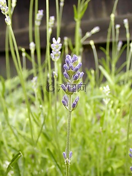 薰衣草,花園,夏天