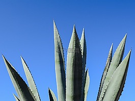 蘆薈,植物,仙人掌