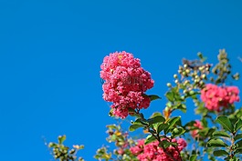 绉桃金娘,粉红色的花朵,树