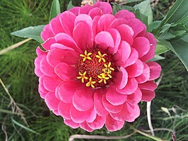 春天,休耕,花卉