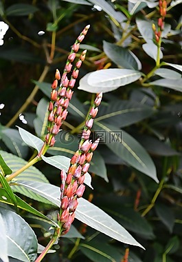 紅色花,野生花卉,花園