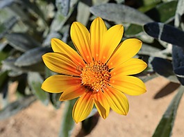 花,黃色,ammophilous